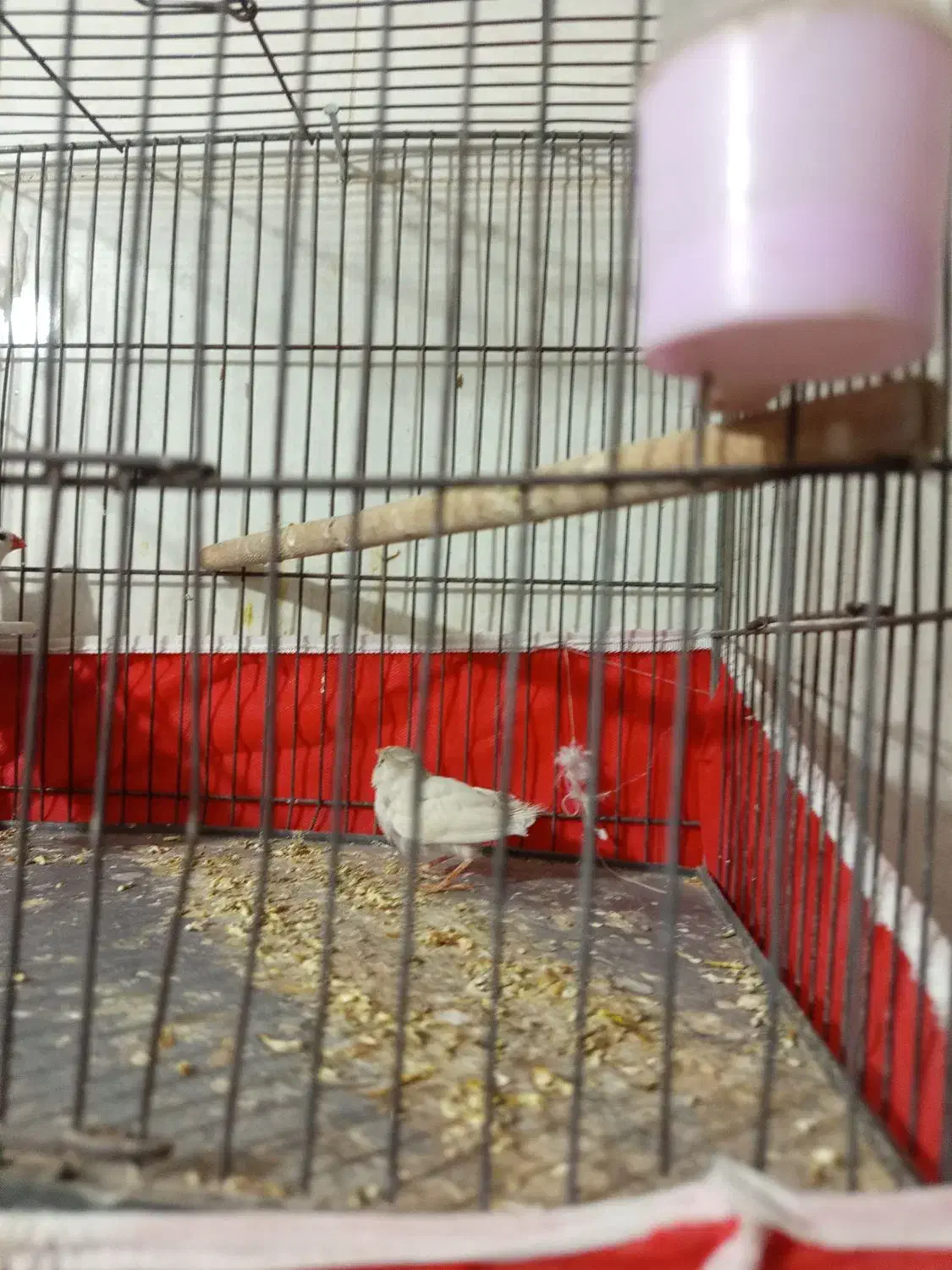 پرنده فنچ|پرنده|کرمان, |دیوار