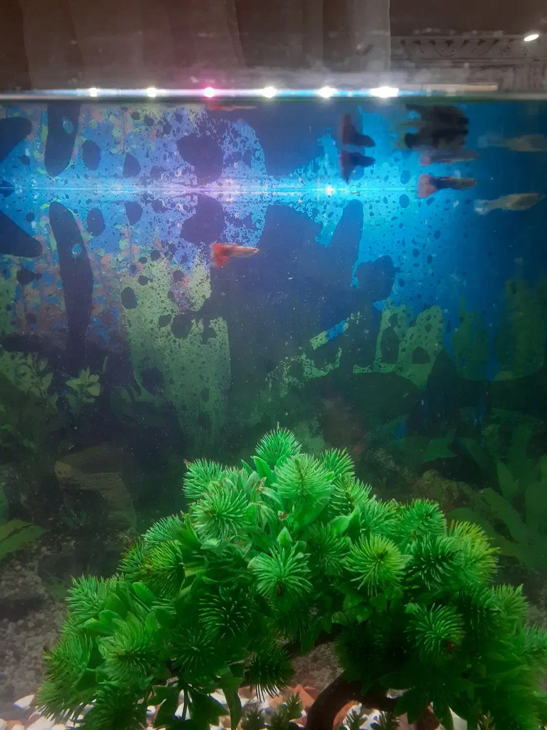 اکفاریم ماهی ها با 20عدد ماهی کپی. مولی .زبره|ماهی|ارومیه, |دیوار