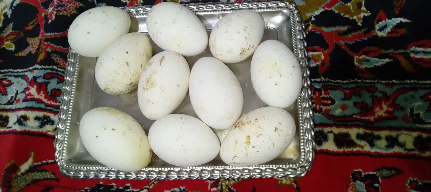 تخم غاز|حیوانات مزرعه|فیروزآباد (لرستان), |دیوار