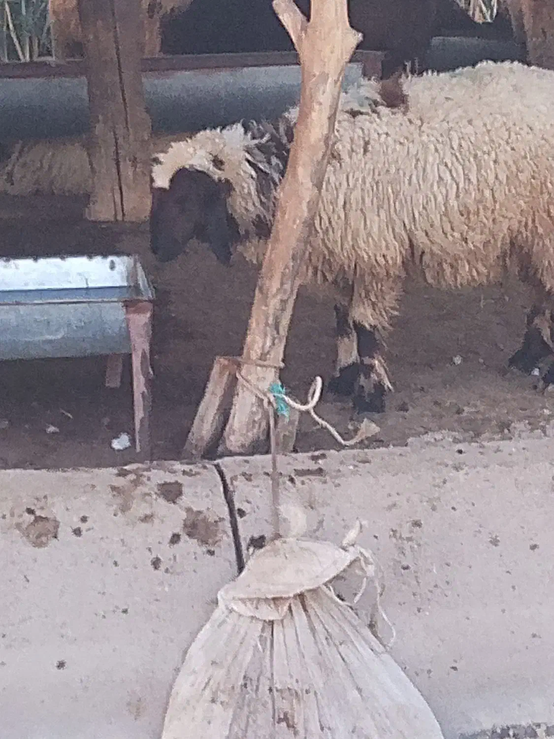 معاوضه ۱۵راس گوسفند و۱۰ راس بز|حیوانات مزرعه|کرخه, |دیوار