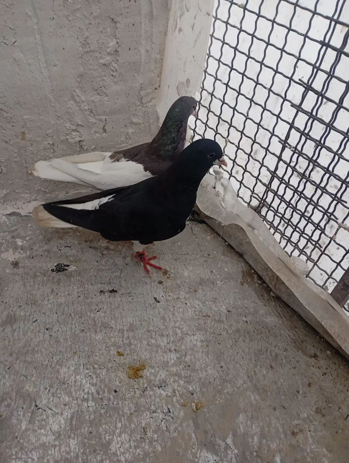 جفت یال شهری|پرنده|شیراز, کوشک میدان|دیوار