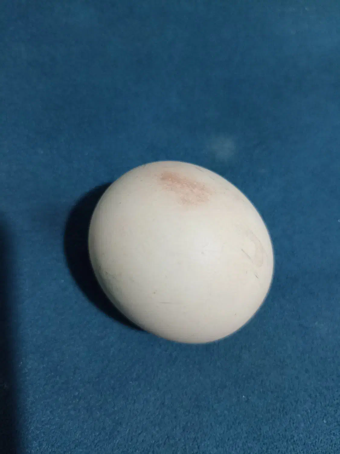 الماس آسیاب|جواهرات|شیراز, لاله|دیوار