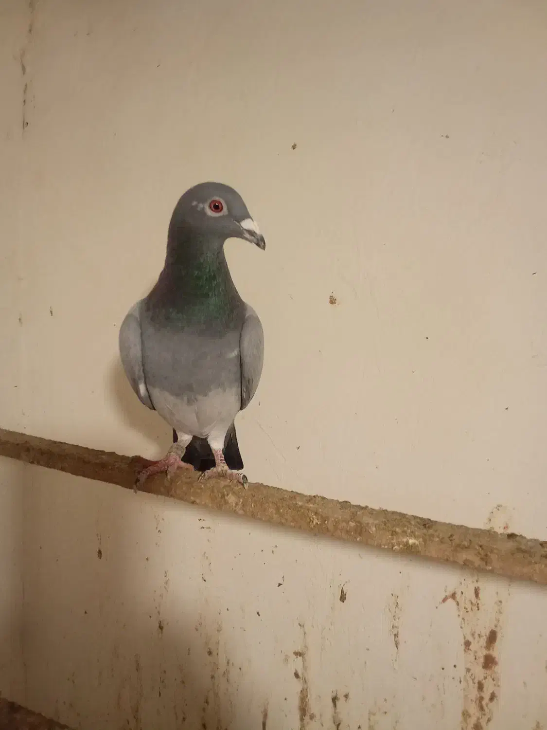 کبوتر|پرنده|رامیان, |دیوار