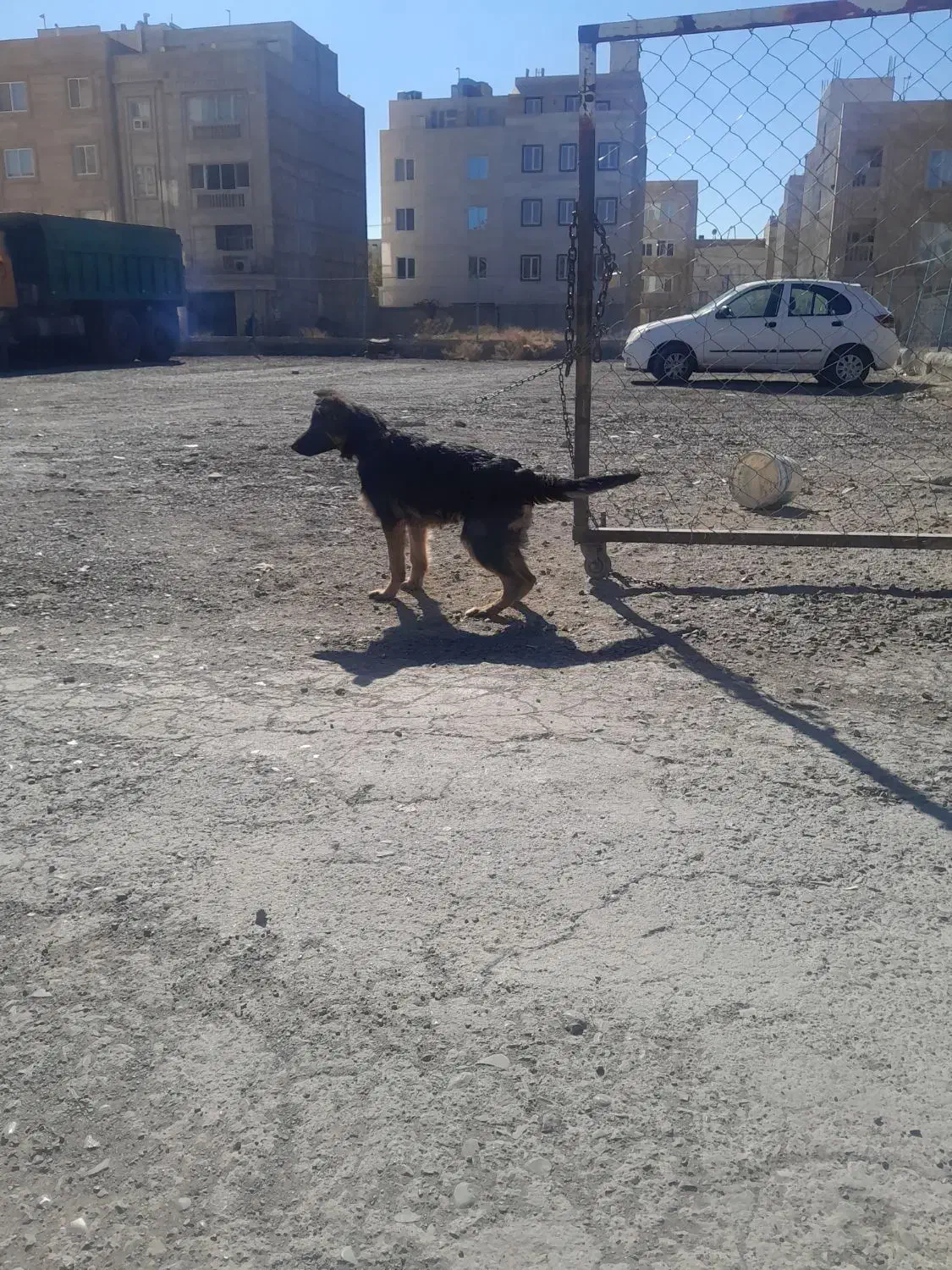 توله ژرمن ماده کیفیت عالی|سگ|شهریار, شهریار|دیوار