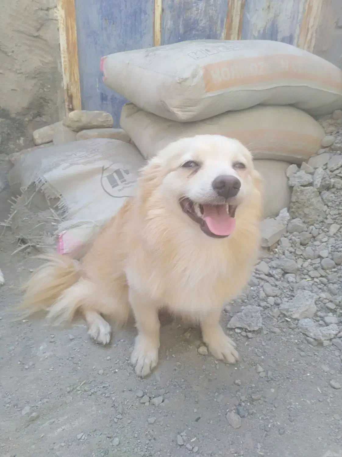 نر و ماده رودان هستش|سگ|بندرعباس, |دیوار