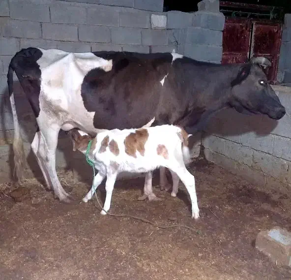 فروش گاو هلشتاین زایده با گوساله نر|حیوانات مزرعه|بهبهان, |دیوار