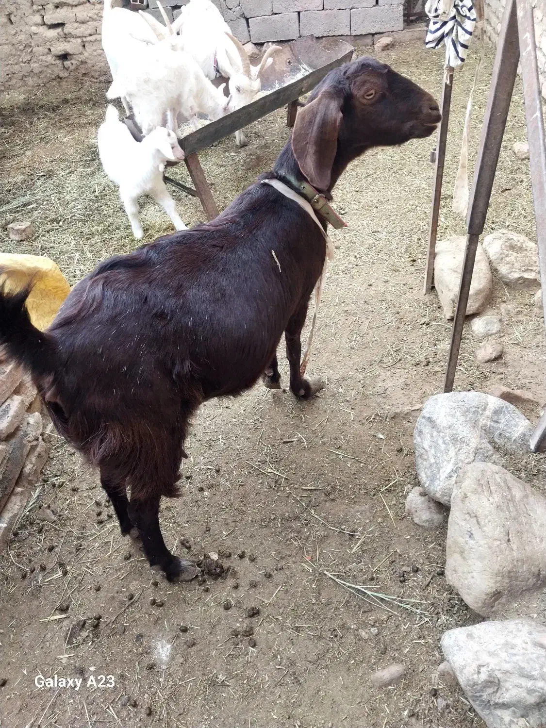 بزفروشی|حیوانات مزرعه|سده (خراسان جنوبی), |دیوار