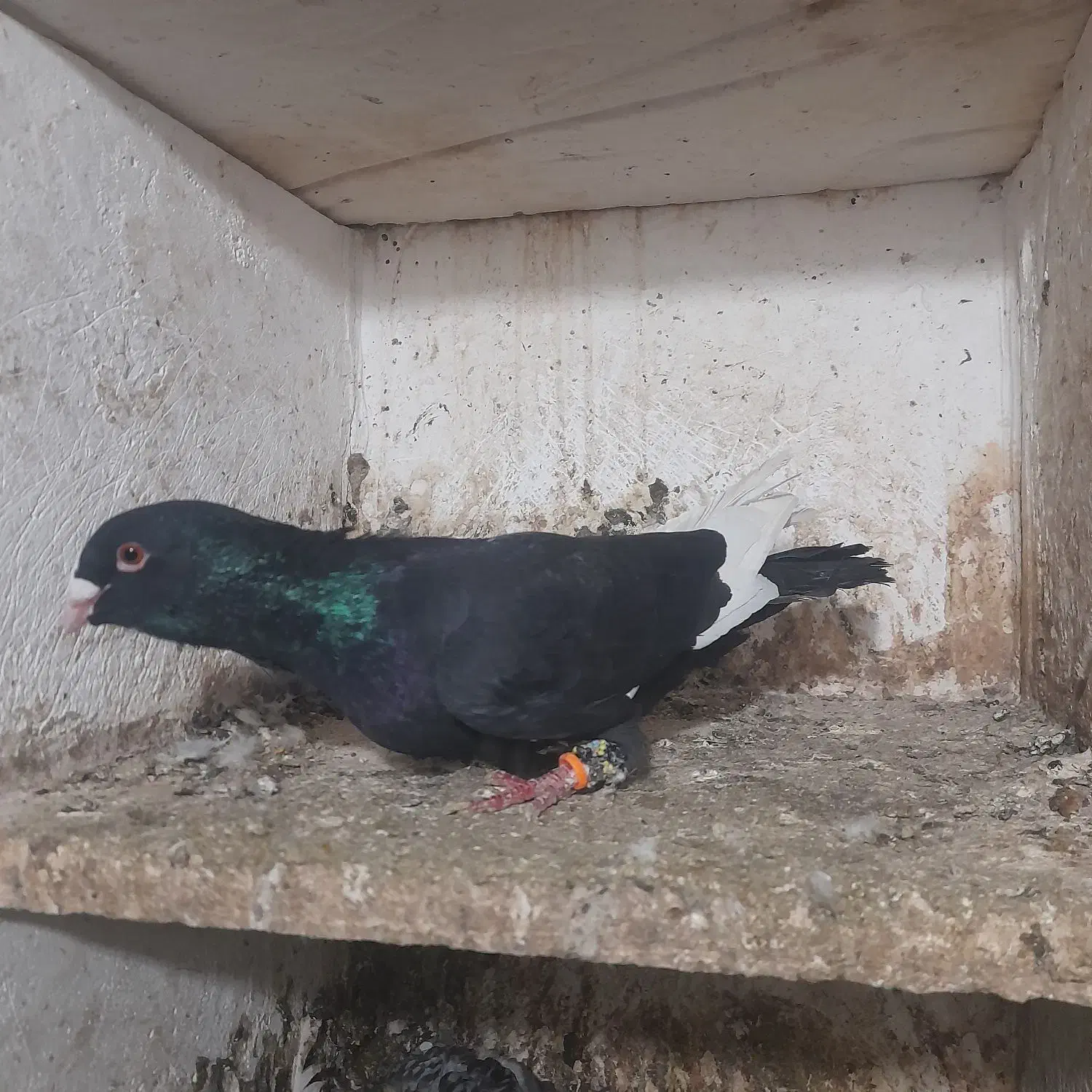 کبوتر رنگی غریب|پرنده|گرگان, |دیوار