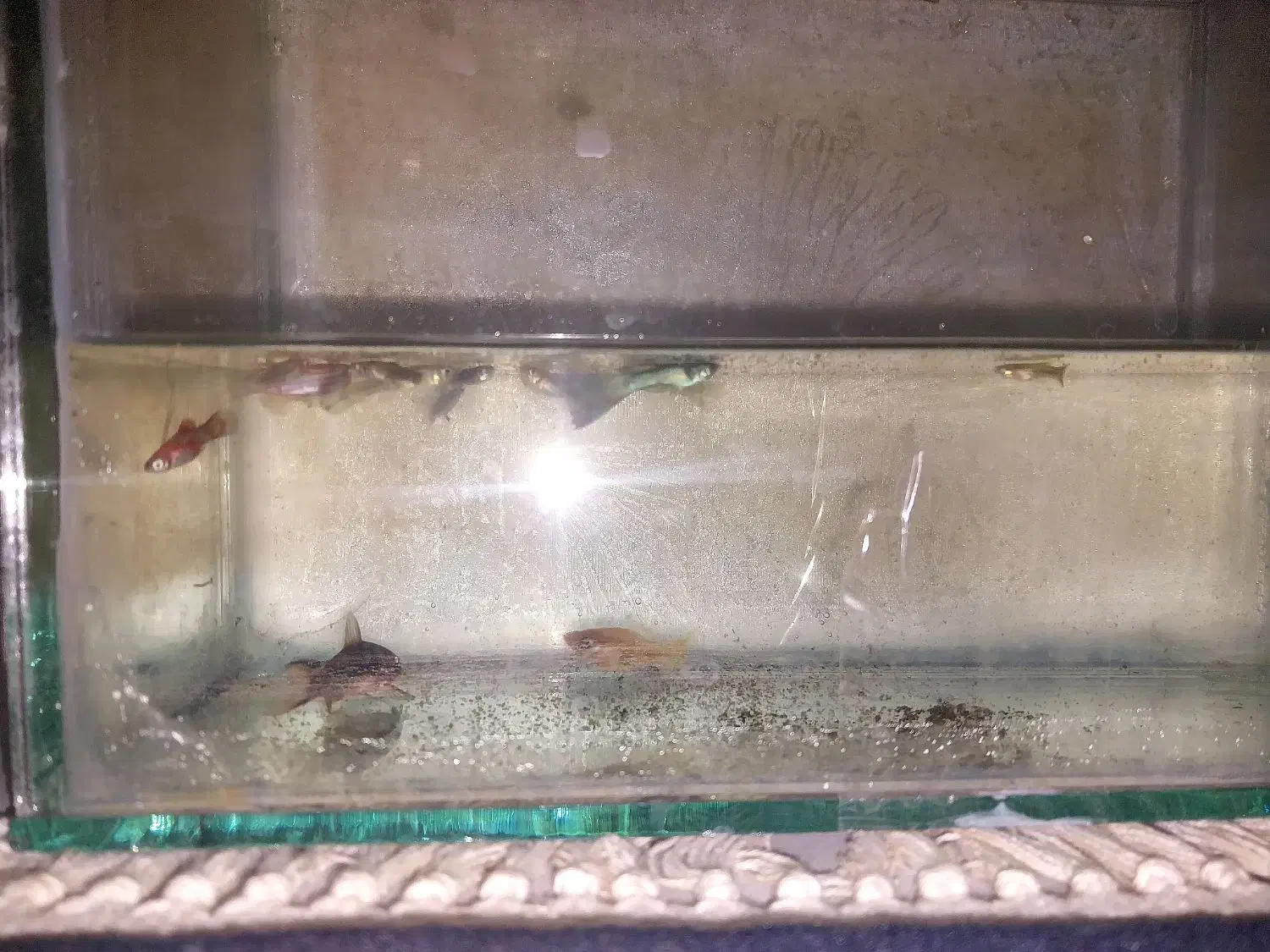آکواریوم به همراه ماهی|ماهی|اردبیل, |دیوار