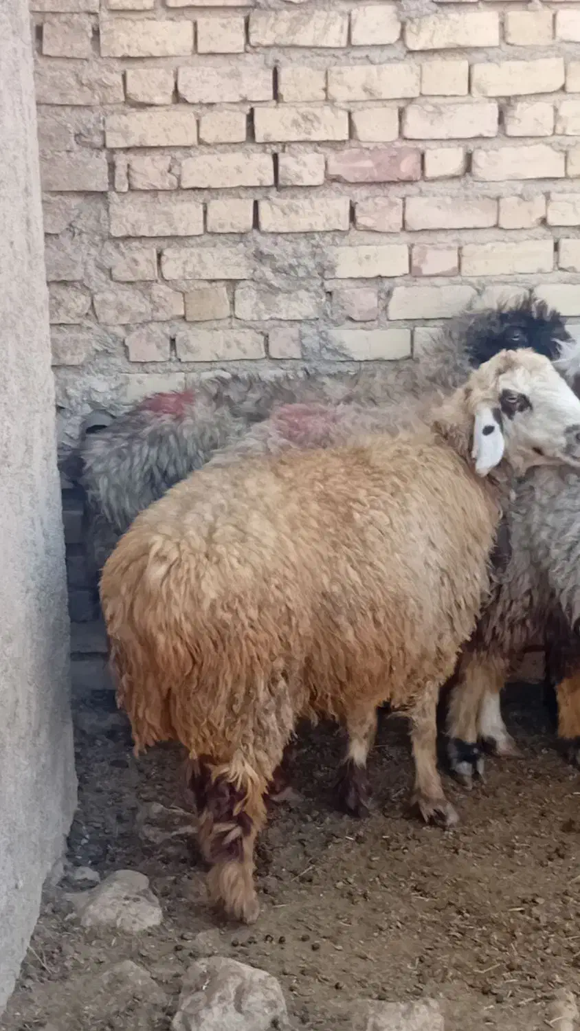 فروش میش آبستن ترکی|حیوانات مزرعه|ارسنجان, |دیوار