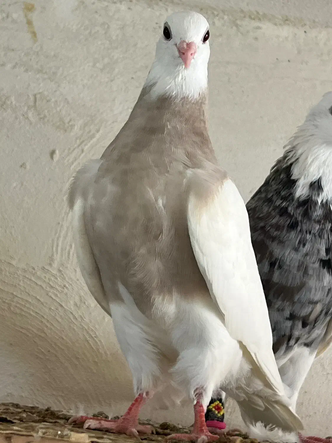 چند عدد جوجه طوقی دون خور و سه چهار بند|پرنده|خورموج, |دیوار