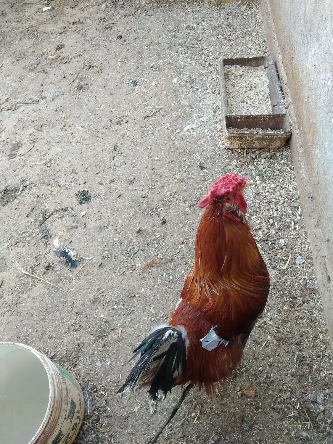 خروس گلین|حیوانات مزرعه|قم, انصار‌الحسین|دیوار