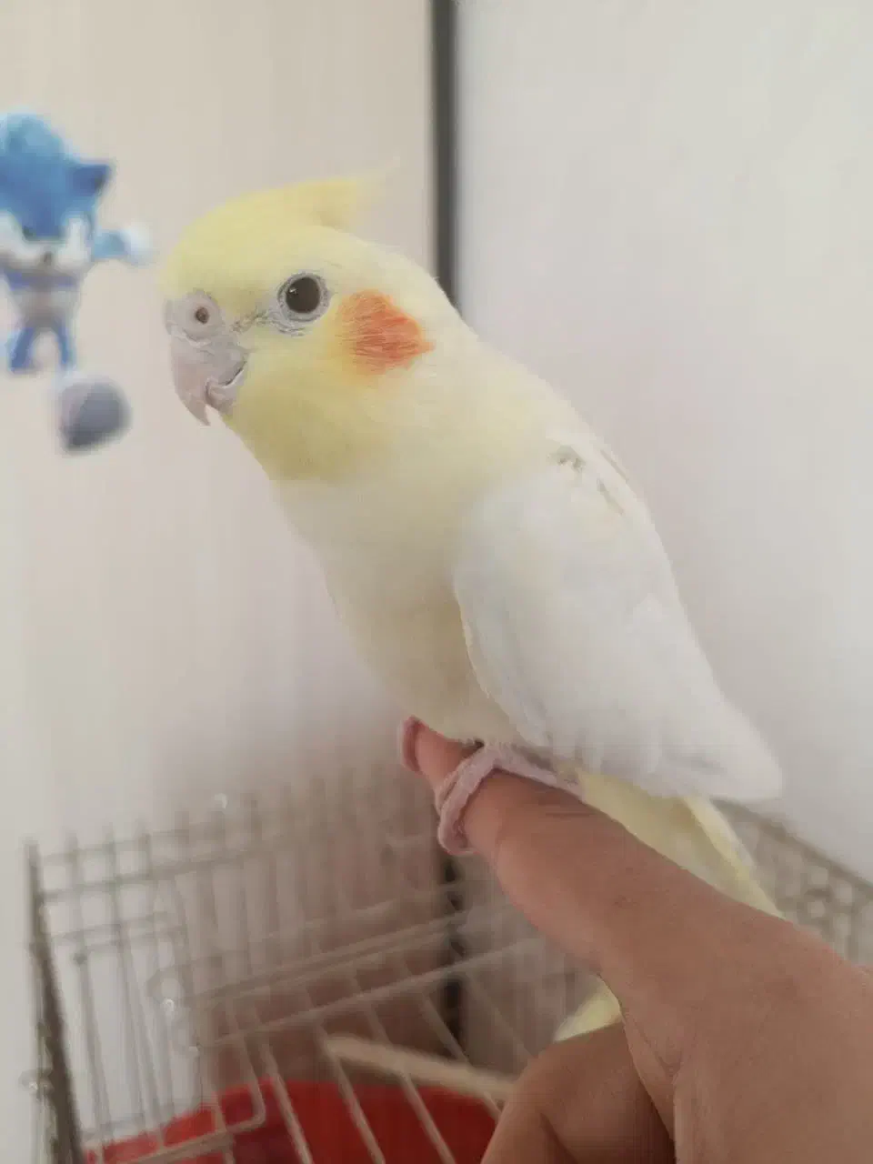 عروس|پرنده|اسلام‌شهر, مسکن مهر اسلاشهر (شهرک امام خمینی)|دیوار