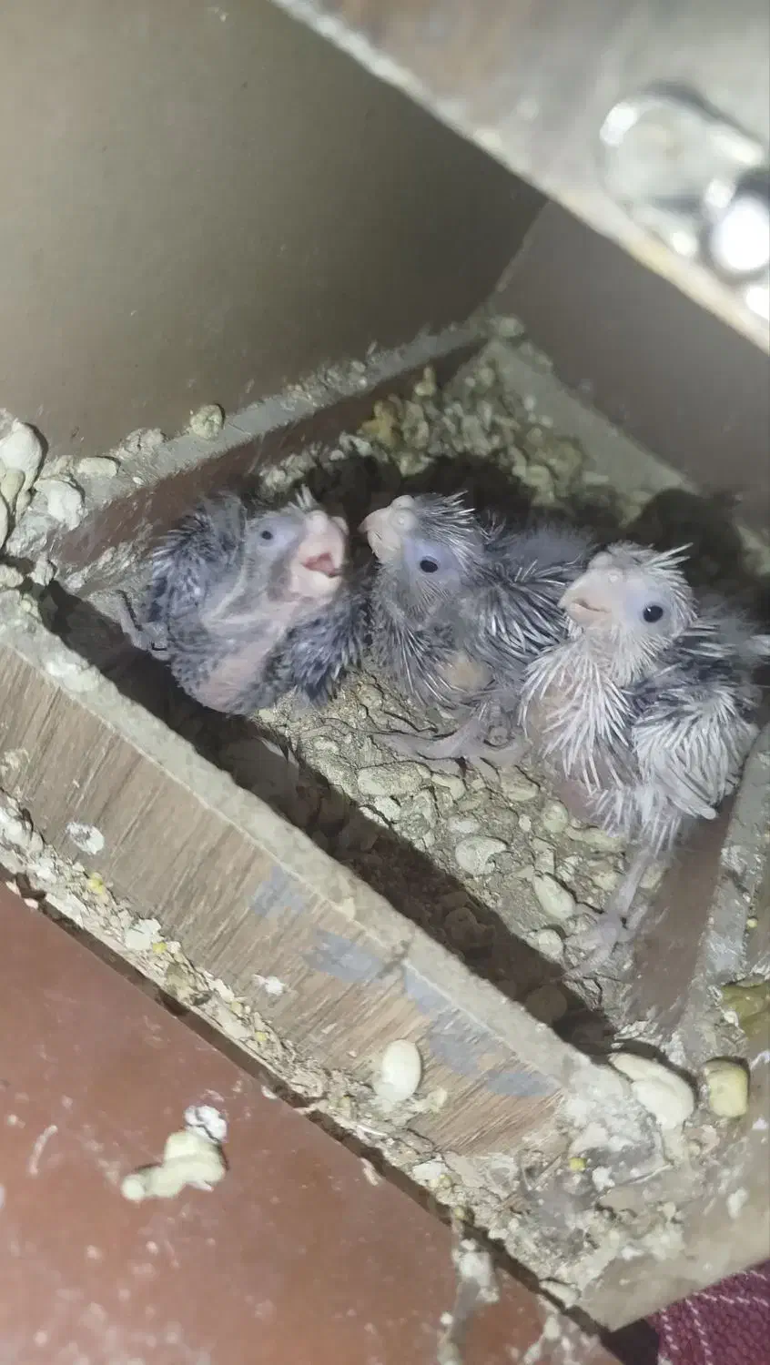 عروس مولد با تخم و جوجه همه نژاد|پرنده|خرمدره, |دیوار