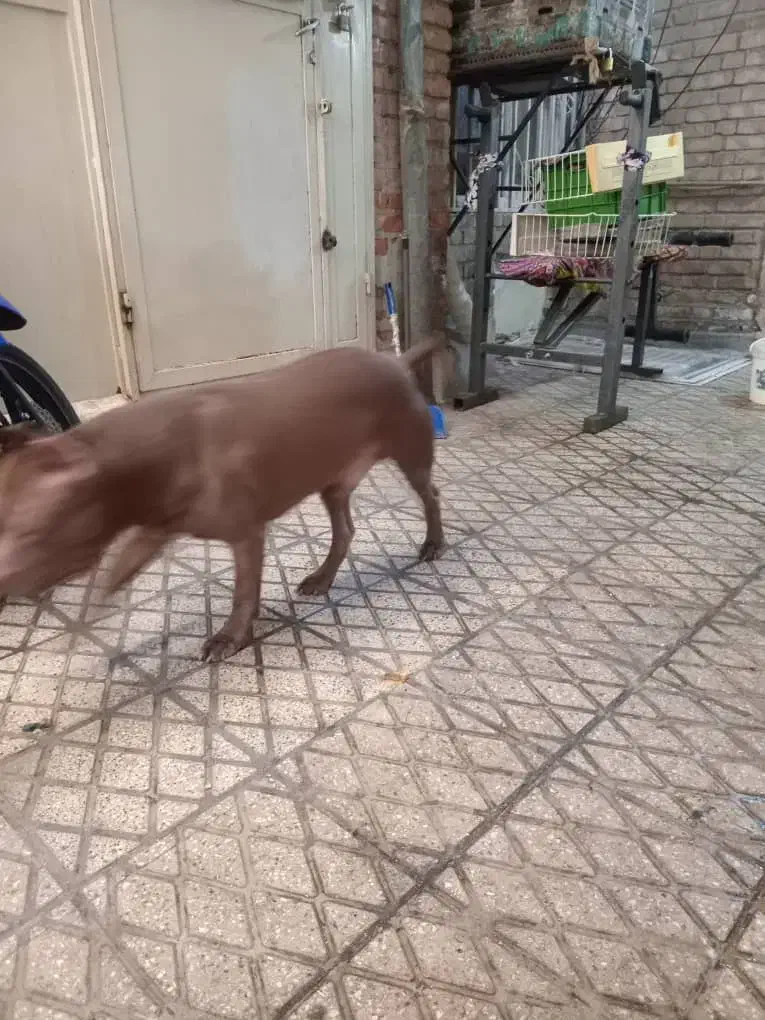 سگ بیت بول|سگ|تهران, هاشمی|دیوار