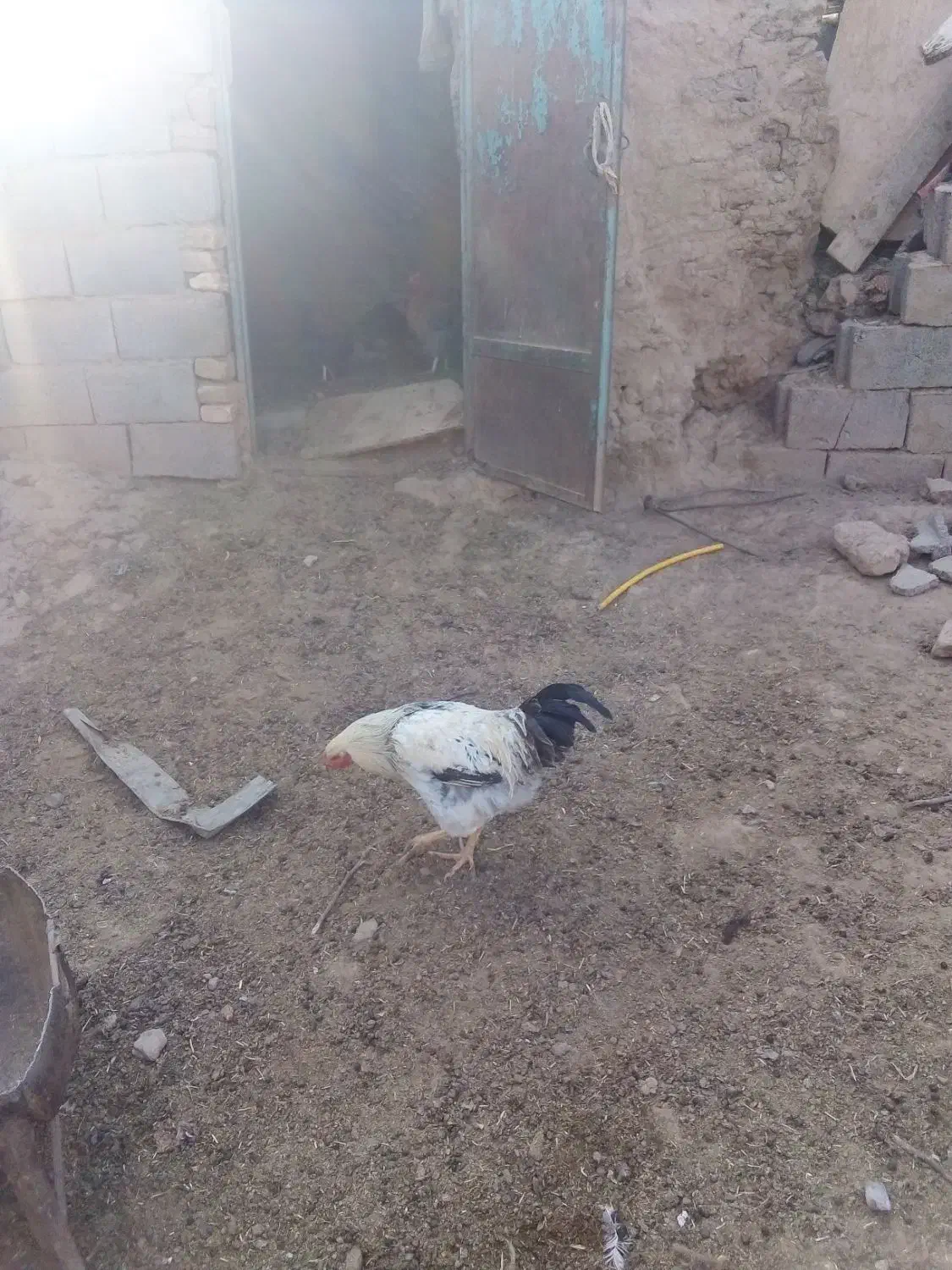 خروس برهما درشت وزیبا|حیوانات مزرعه|سبزوار, قصبه شرقی|دیوار