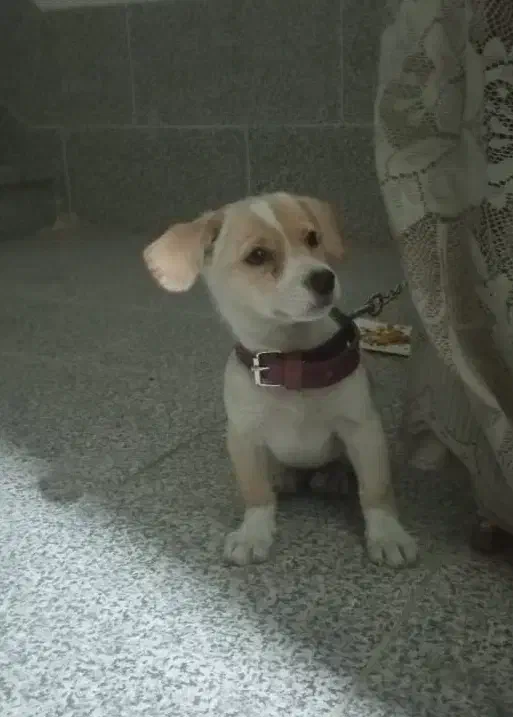 سگ اشپیتز توله 3 ماهه|سگ|شیراز, محراب|دیوار