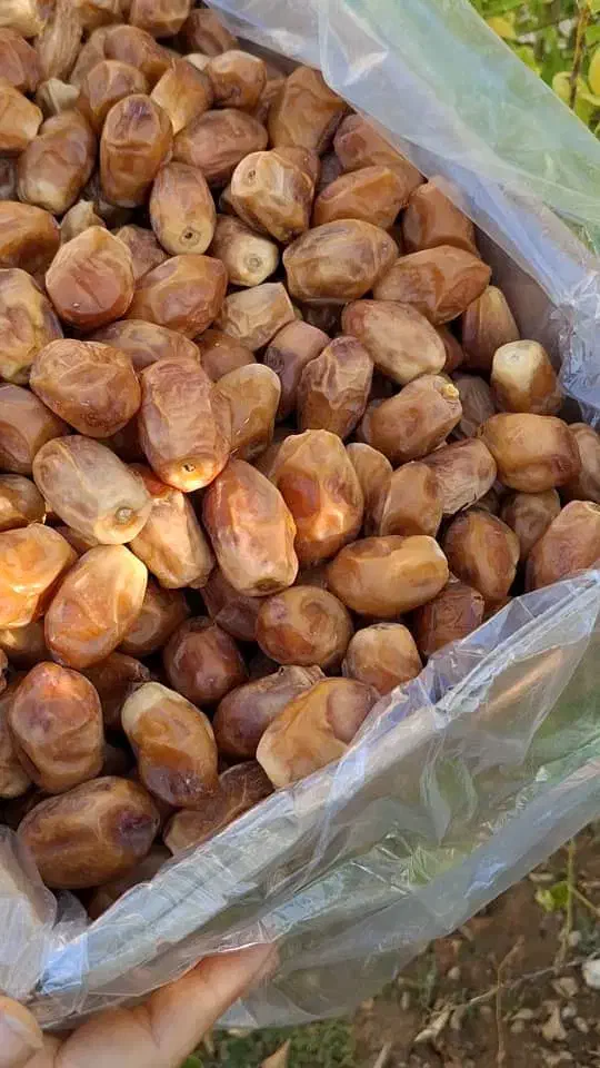 خرمای زاهدی قصب لوکس|حراج|شیراز, انجیر|دیوار