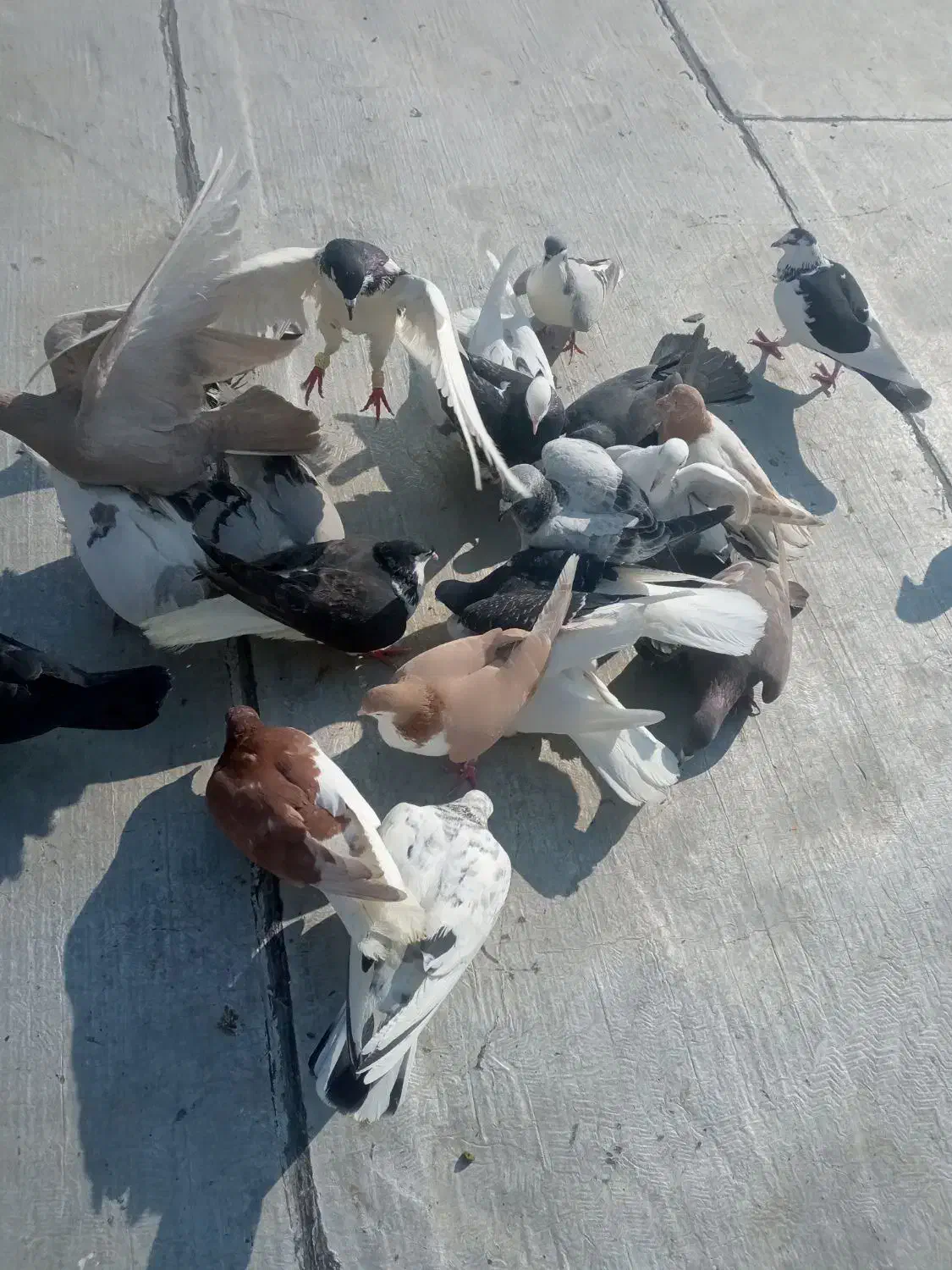 یک دسته کفتر برای یک بوم|پرنده|الوند, |دیوار