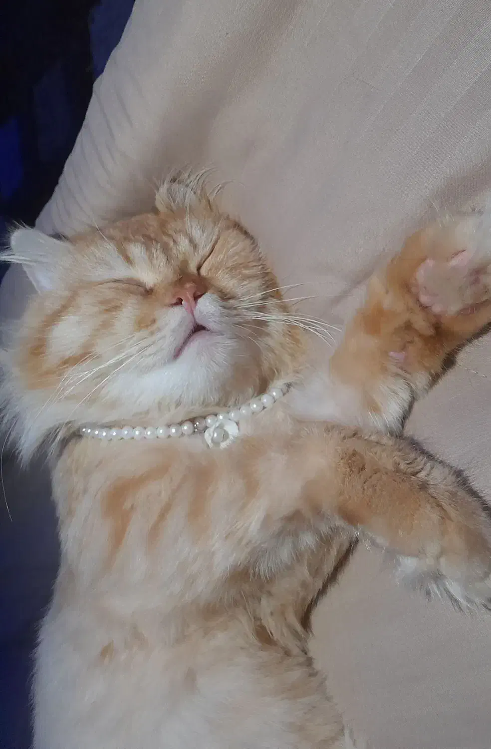 گربه نر یک ساله|گربه|خرمشهر, |دیوار