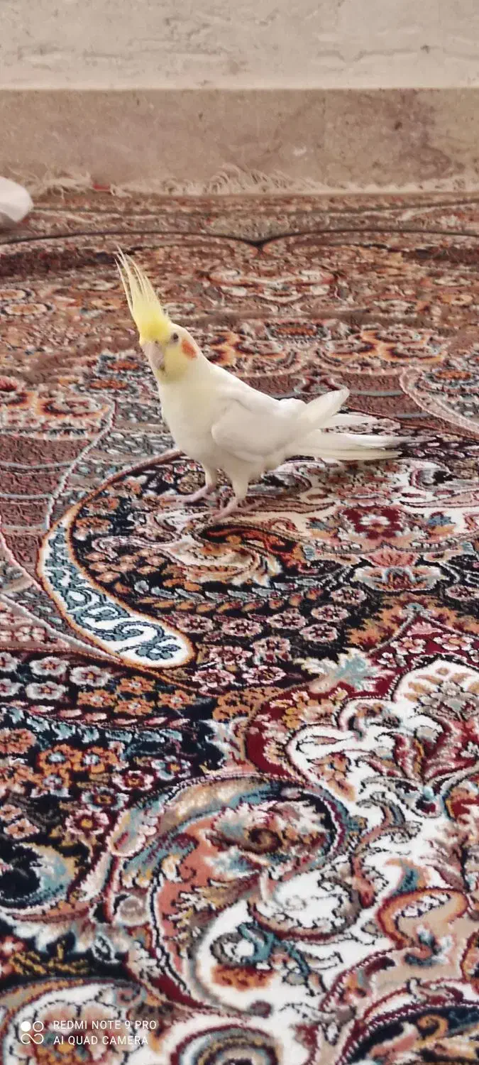 عروس هلندی نر|پرنده|صدرا-فارس, باغشهر بهارستان صدرا|دیوار