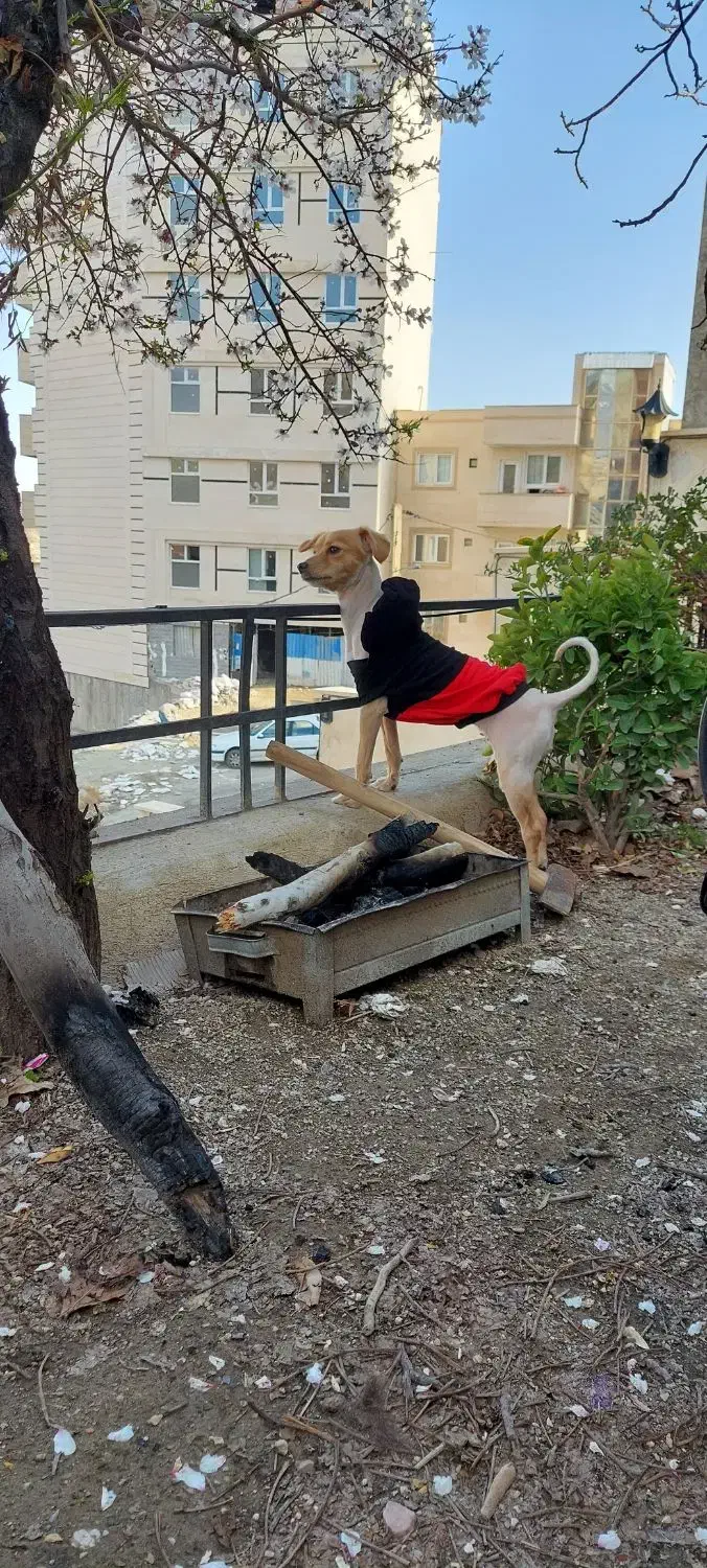 سگ اشپیتز تریر ماده ۷کیلویی رایگان فقط به خانواده|سگ|پردیس, فاز ۸|دیوار