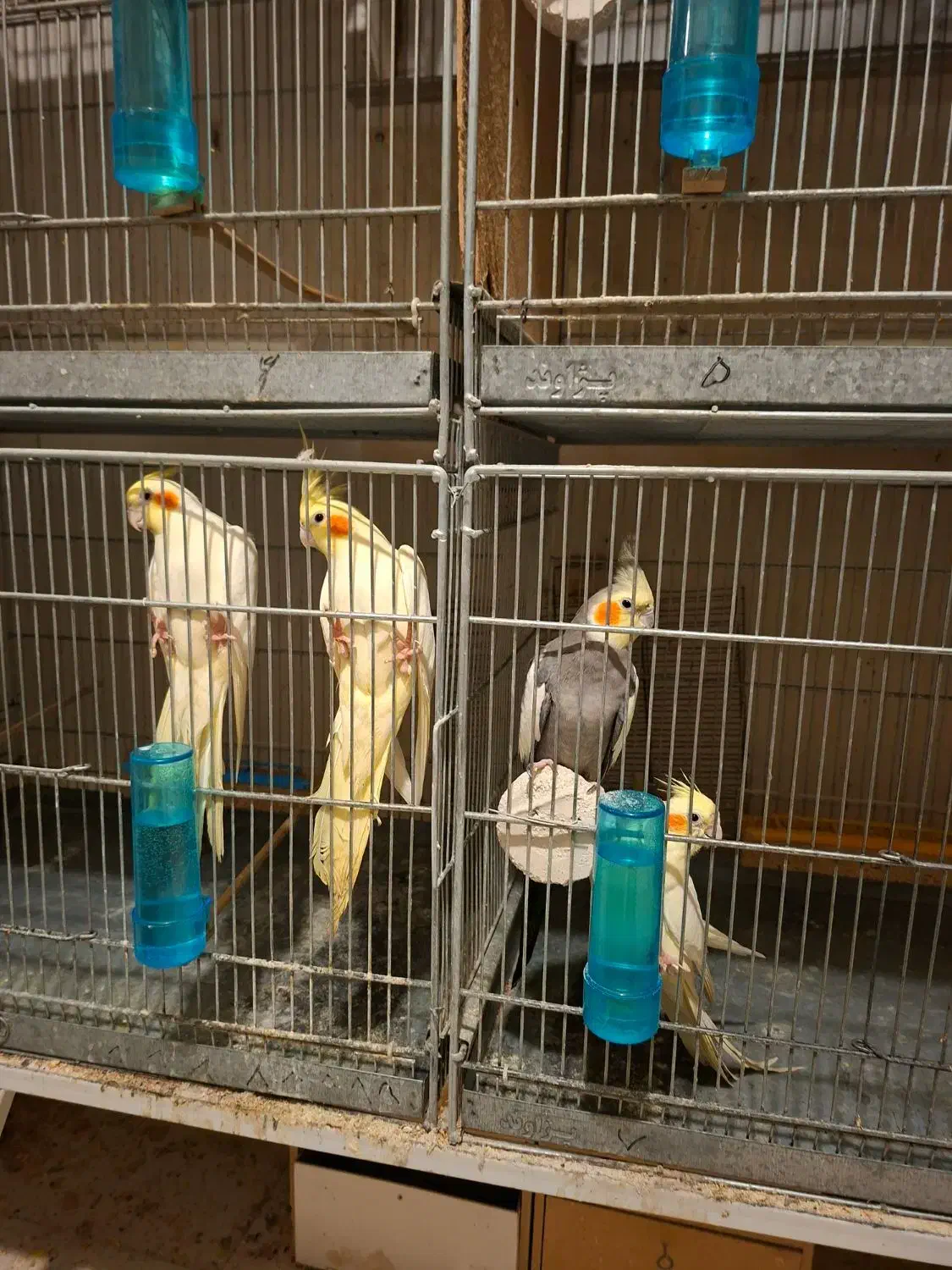 طوطی عروس|پرنده|میاندوآب, |دیوار