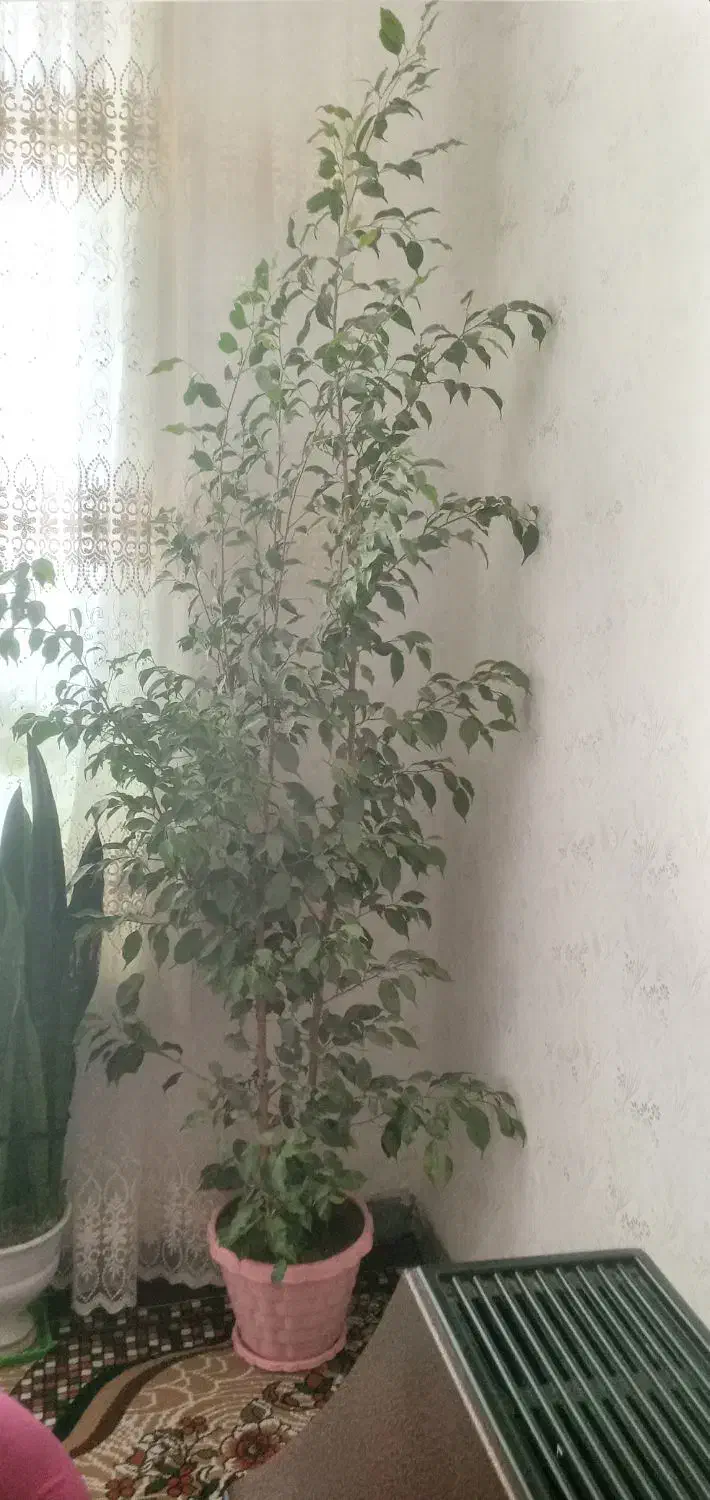 گل طبیعی قشنگ فقط هشتصد هزار|گل و گیاه طبیعی|ایوان, |دیوار