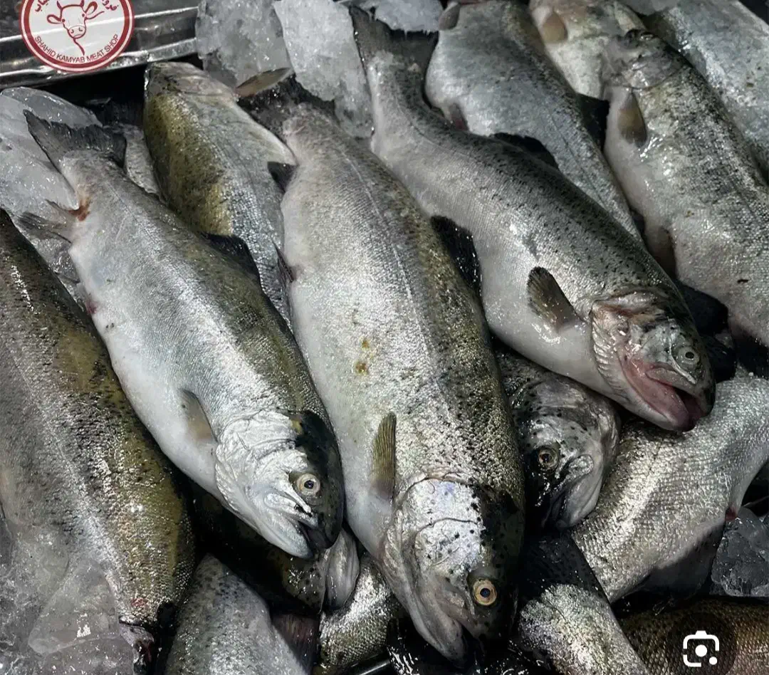 فروش ماهی قزل آلا|ماهی|لوداب, |دیوار