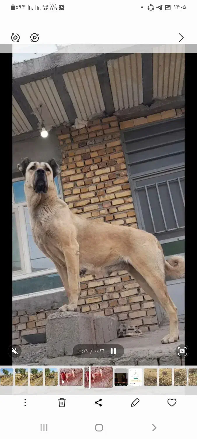 گم شدن سگ|سگ|الیگودرز, |دیوار