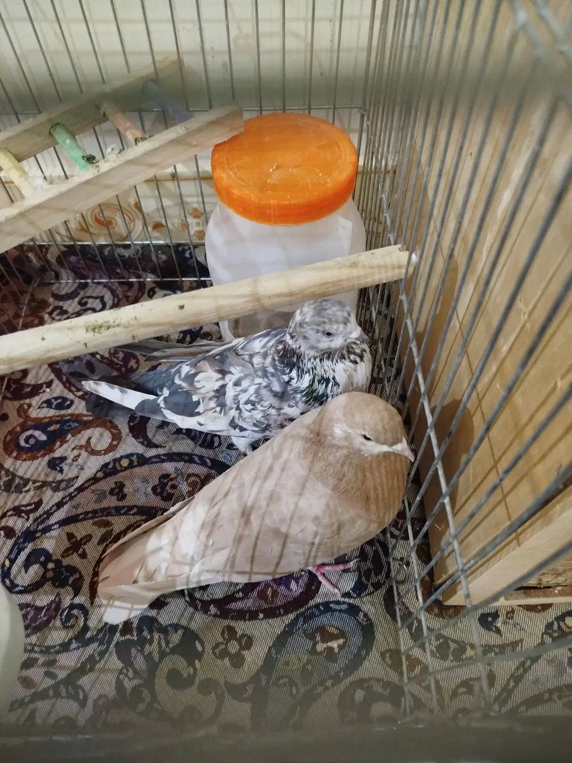 کفتر جفت|پرنده|ری, شهادت|دیوار