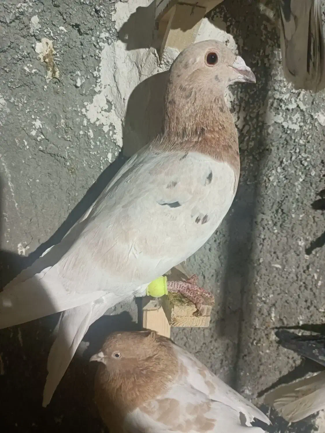 سار و سینه مقبول|پرنده|مشهد, تلگرد|دیوار