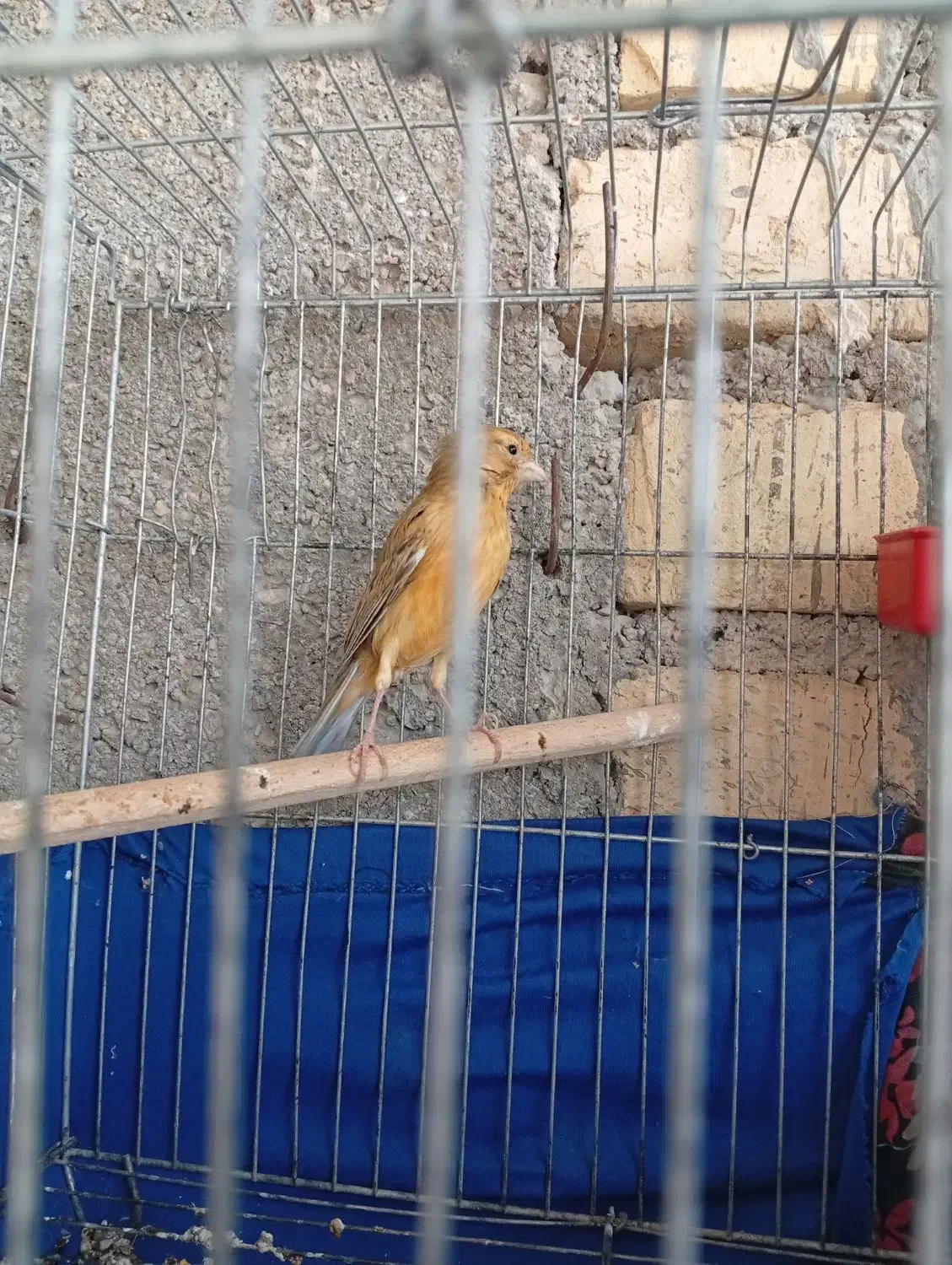 قناری ماده|پرنده|شیراز, شهرک قمشه|دیوار