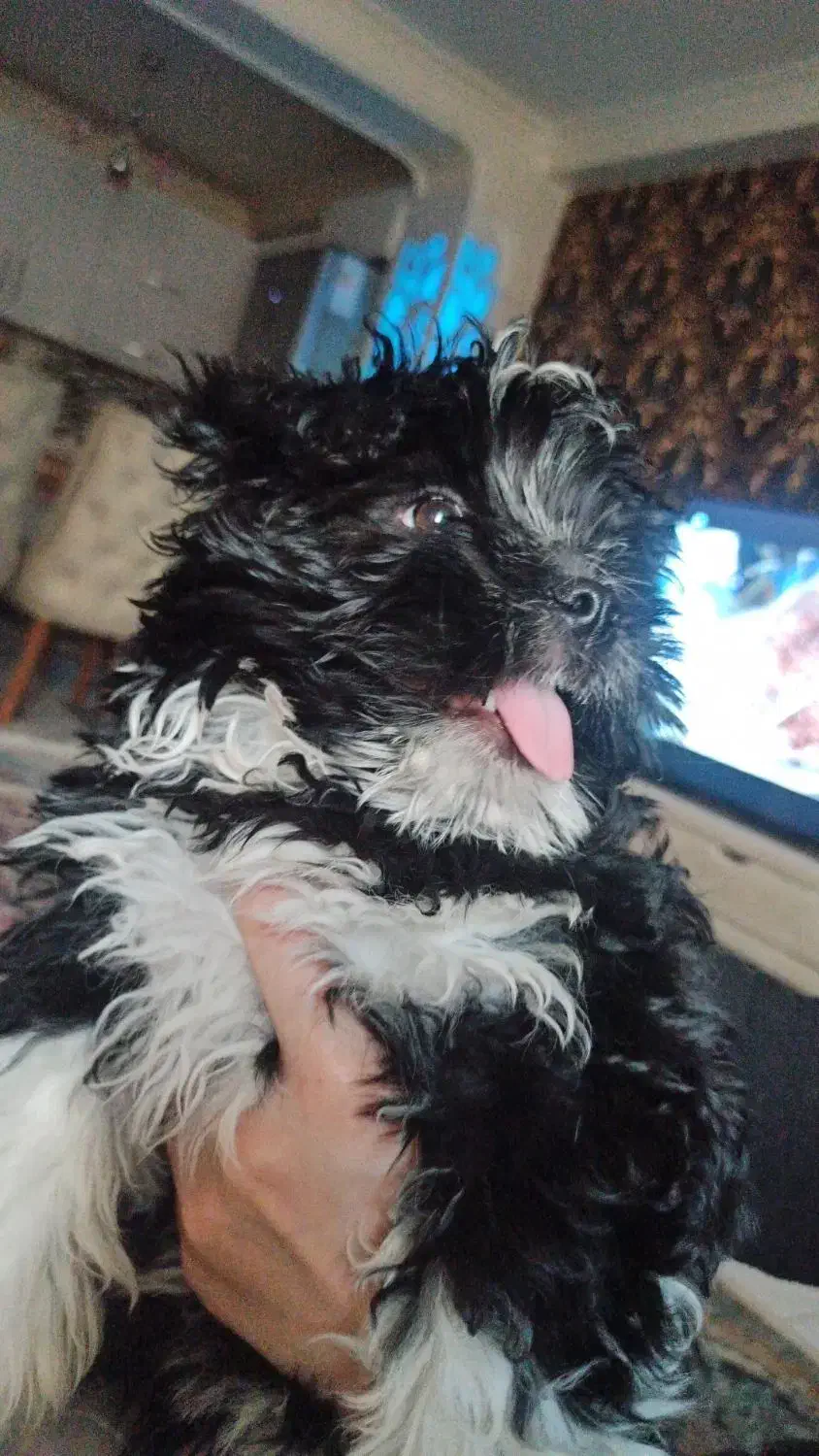 سگ شیتژو|سگ|تبریز, |دیوار