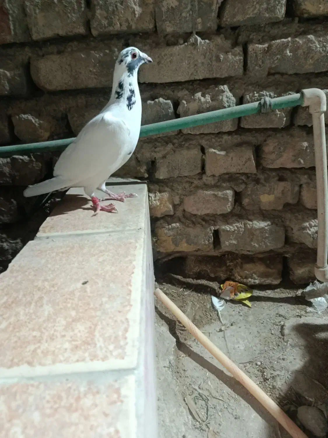 کفتر اتیق|پرنده|نیمروز, |دیوار