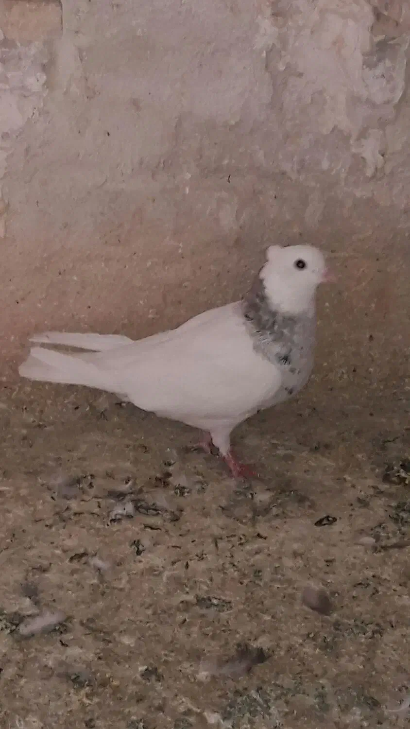 کبوتر|پرنده|بهبهان, |دیوار