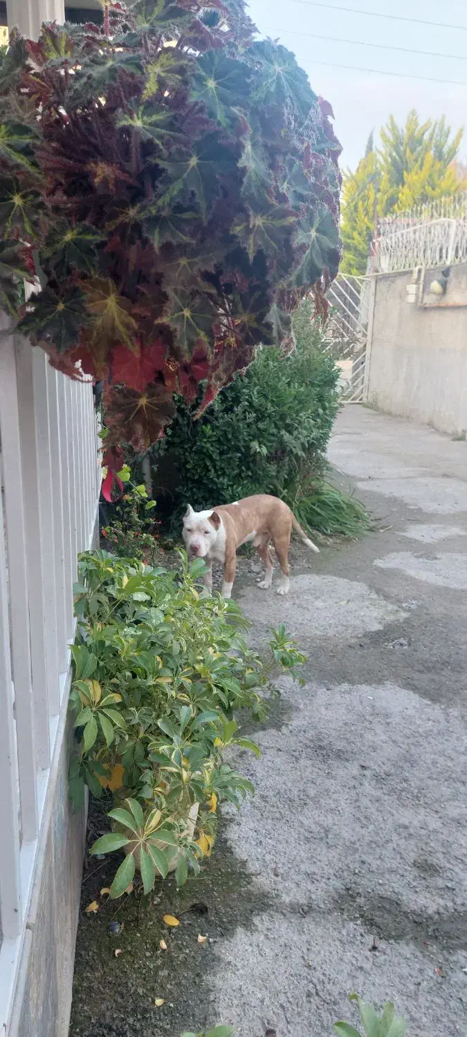 پیتبول اصیل|سگ|عباس‌آباد, |دیوار