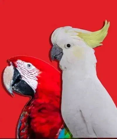 خرید و فروش  ۲۴ ساعته پرنده زینتی|پرنده|بندرعباس, |دیوار