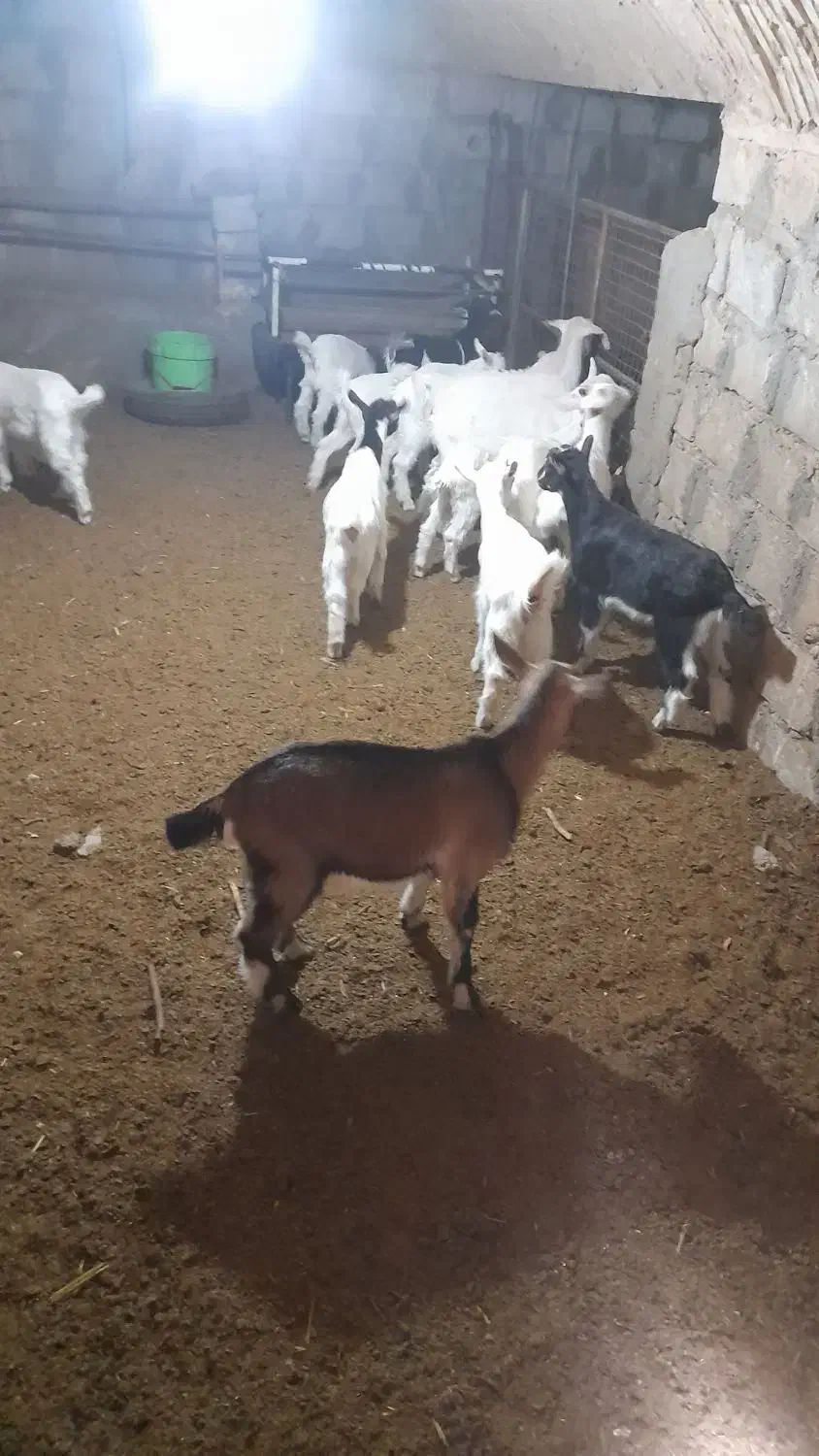 تعدادی بز وبزغاله از نژاد سانن|حیوانات مزرعه|تیران, |دیوار