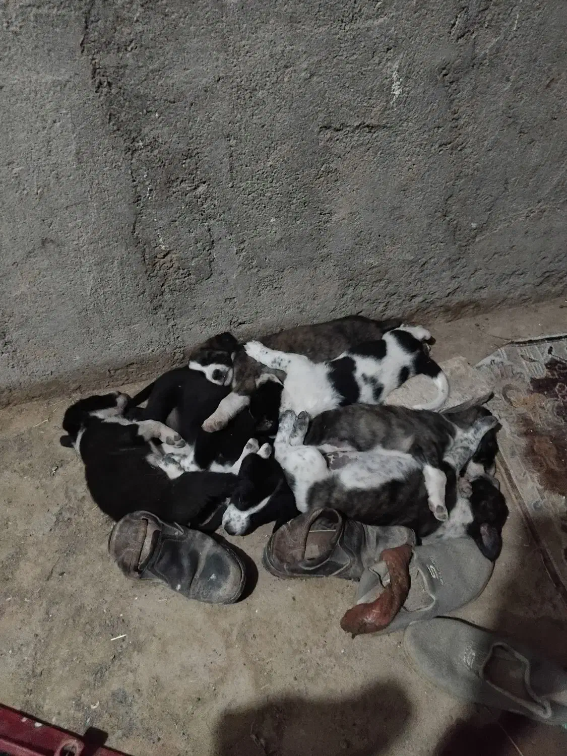 توله پا کوتاه|سگ|رضویه, |دیوار