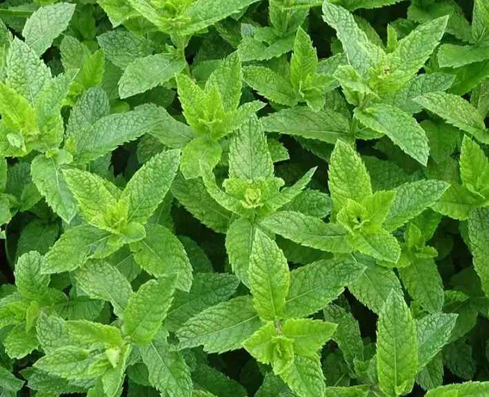 نعناع خشک تازه و خوش عطر|عمدهفروشی|سبزوار, جهاد کشاورزی|دیوار