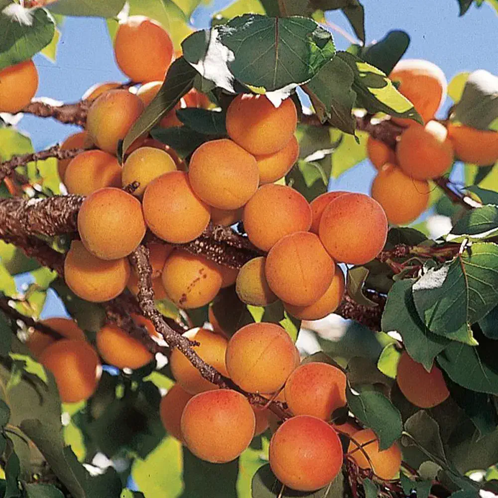 بهترین نهال های میوه و گردو ضمانت دار|خدمات باغبانی و درختکاری|سیرجان, |دیوار