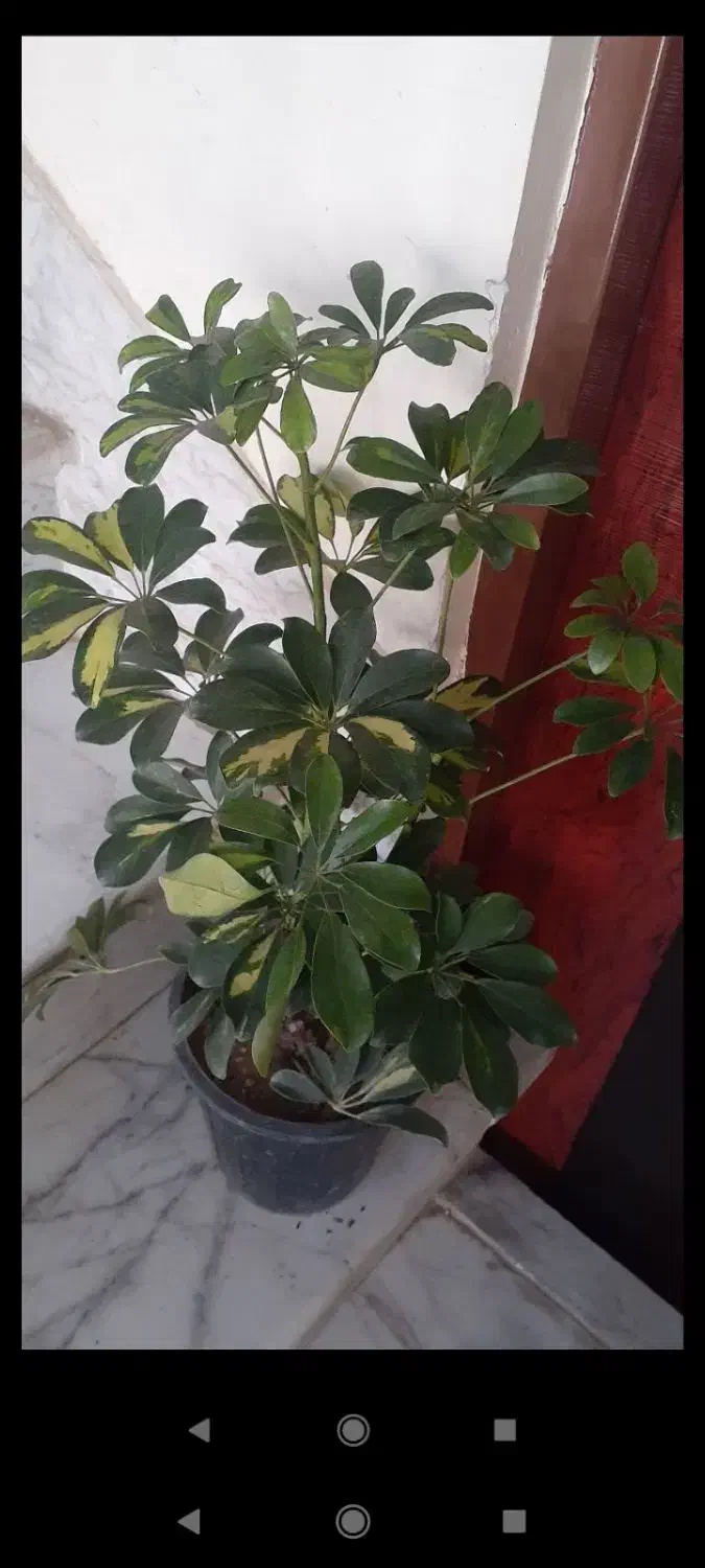 گلشاخ بزی|آرایشی، بهداشتی، درمانی|بروجرد, |دیوار