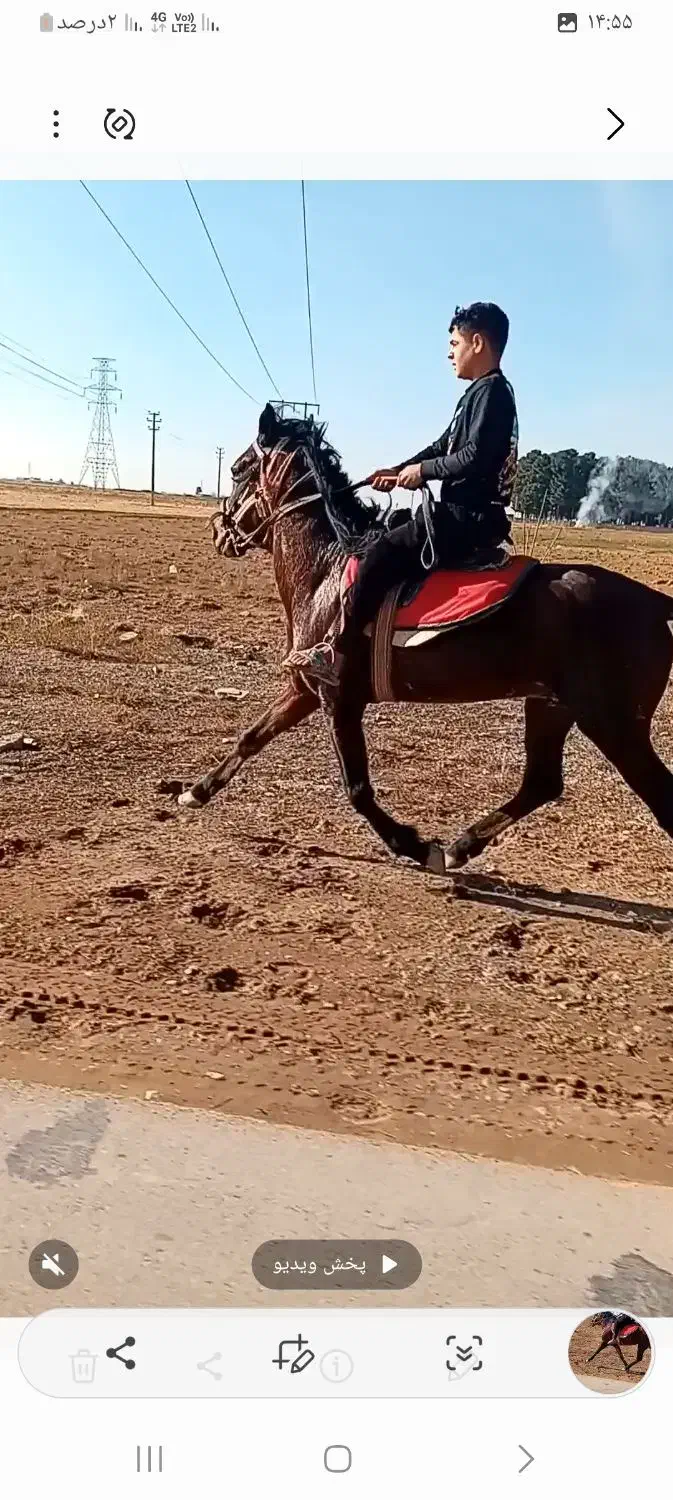 اسب نریون|اسب و تجهیزات اسب‌سواری|نیشابور, خیام|دیوار