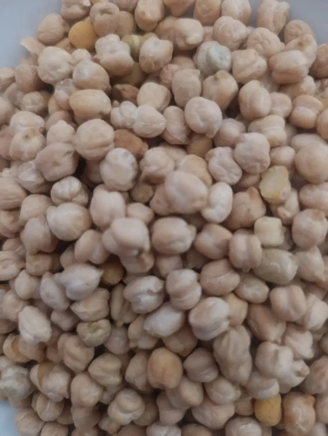 نخود دیم|خوردنی و آشامیدنی|سردرود, |دیوار