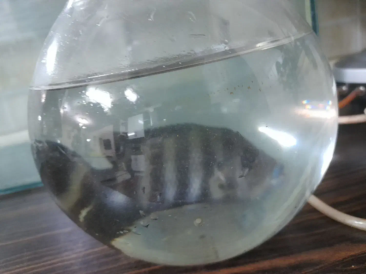 آکواریم.. فروش فوری|ماهی|تهران, مسعودیه|دیوار