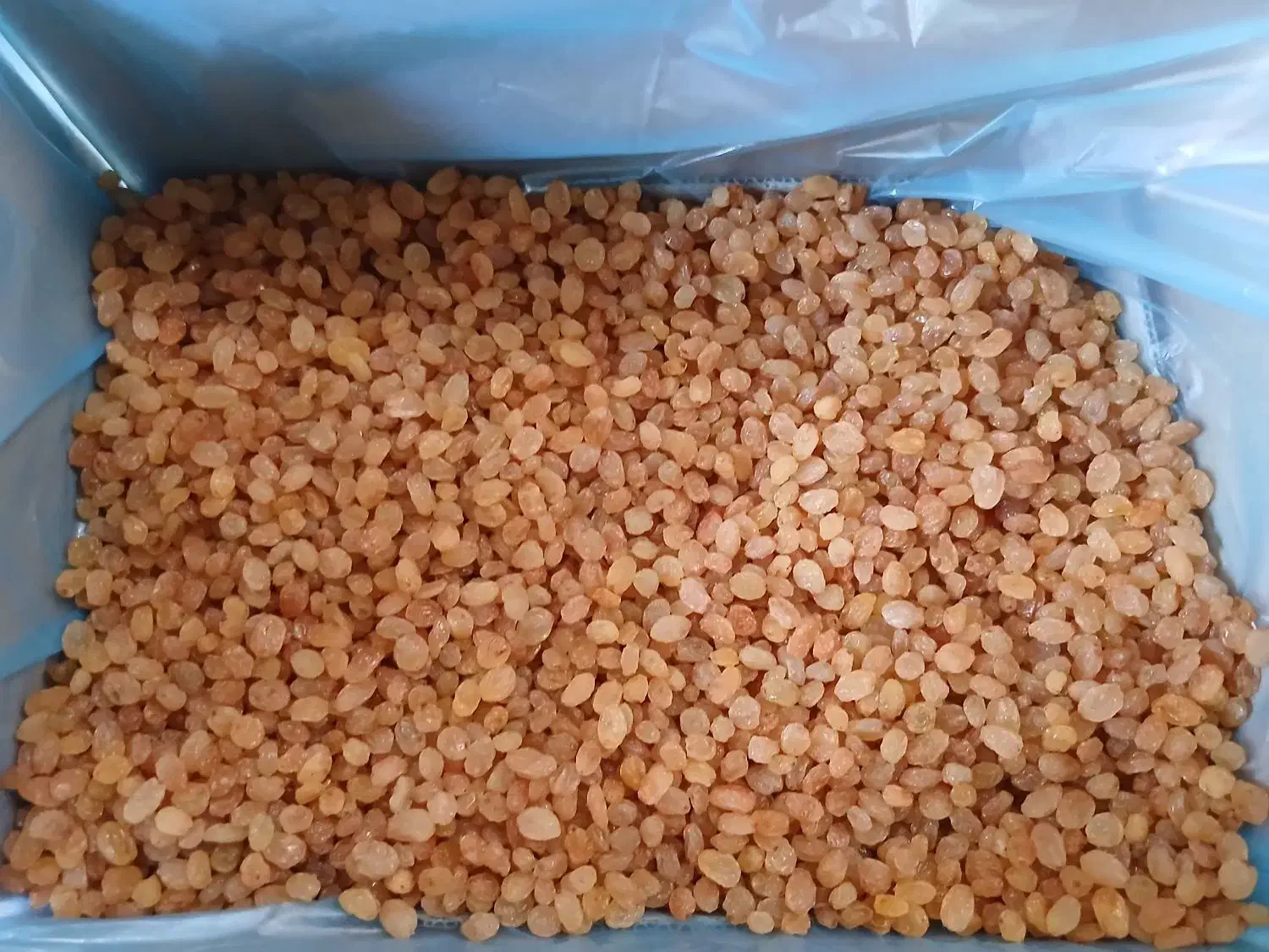 کشمش طلای افتابی خرمایی همه مدل موجود است|خوردنی و آشامیدنی|ماهدشت, |دیوار