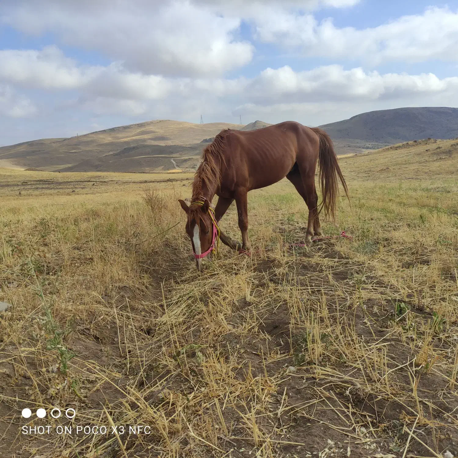 اسب جوان|اسب و تجهیزات اسب‌سواری|اهر, |دیوار