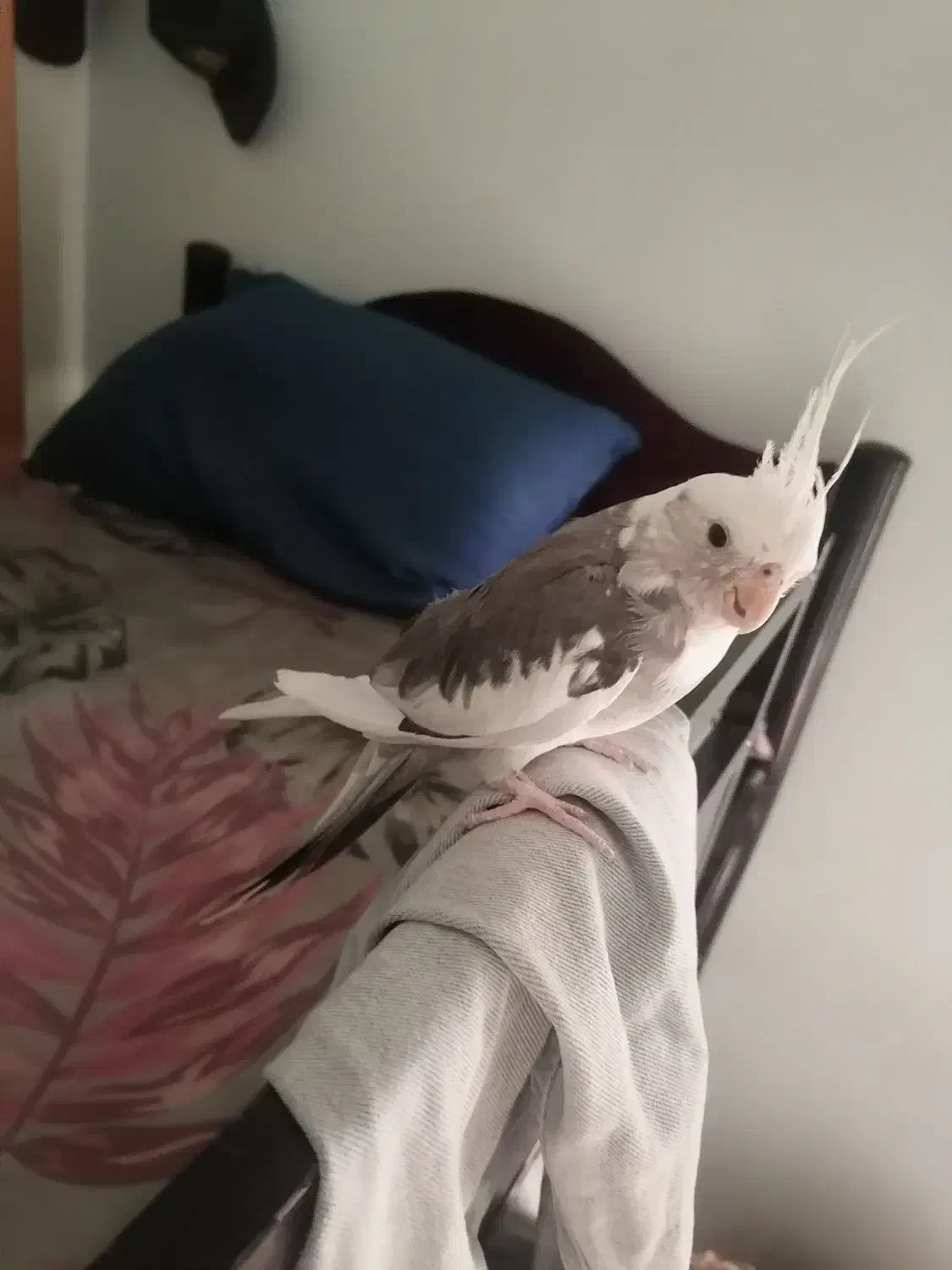 عروس هلندی وایت فیس ابلغ نر معاوضه با ماده لوتینو|پرنده|تهران, نازیآباد|دیوار