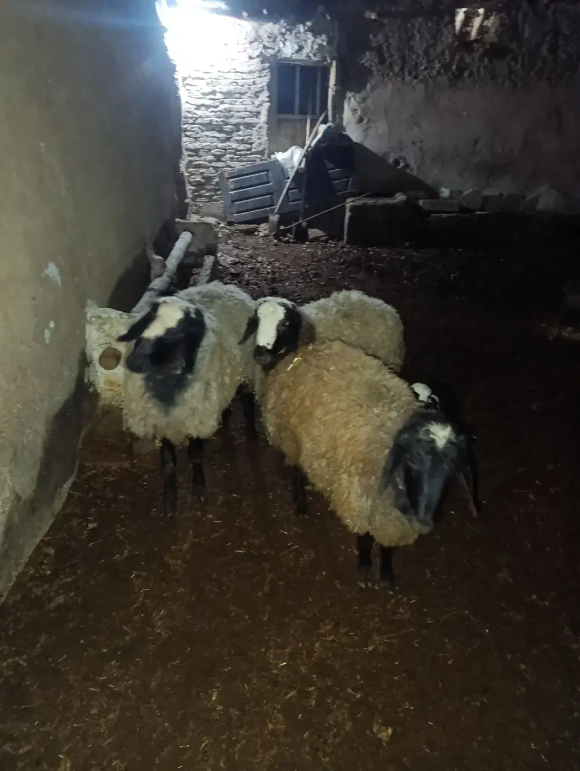 گوسفند|حیوانات مزرعه|بوئین زهرا, |دیوار